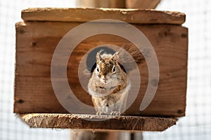 American red squirrel Tamiasciurus hudsonicus resting near wooden board box