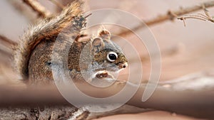 American red squirrel Tamiasciurus hudsonicus sitting on branch, closeup detail