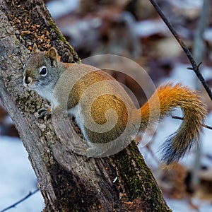 American Red Squirrel (Tamiasciurus hudsonicus) sitting on a dead tree during fall