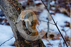 American Red Squirrel (Tamiasciurus hudsonicus) sitting on a dead tree during fall