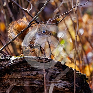 American Red Squirrel (Tamiasciurus hudsonicus) sitting on a dead tree stump during fall in Wisconsin.