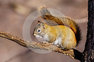 American Red Squirrel (Tamiasciurus hudsonicus) sitting on a tree branch during fall in Wisconsin