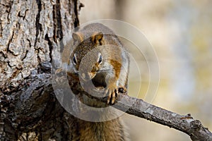 American Red Squirrel Tamiasciurus hudsonicus sitting on a tree branch during spring.