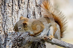 American Red Squirrel Tamiasciurus hudsonicus sitting on a tree branch during spring.