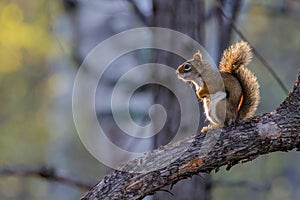 American Red Squirrel Tamiasciurus hudsonicus sitting on a tree limb during early spring looking ahead as heâ€™s pondering his tho