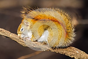 American Red Squirrel (Tamiasciurus hudsonicus) sleeping on a tree branch during fall in Wisconsin.