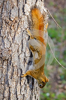 American Red Squirrel Tamiasciurus hudsonicus stretched out on a tree trunk during spring.