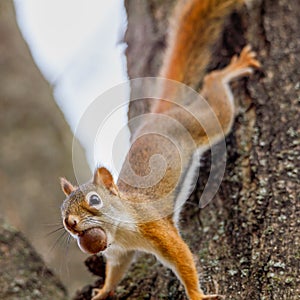 American Red Squirrel Tamiasciurus hudsonicus on a tree with an acorn in his mouth. Selective focus, background blur and foregro