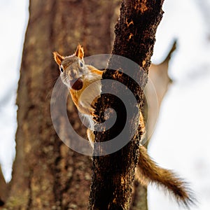 American Red Squirrel Tamiasciurus hudsonicus on a tree with an acorn in his mouth. Selective focus, background blur and foregro