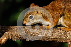 American red squirrel, Tamiasciurus hudsonicus on the tree branch