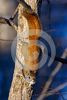 American Red Squirrel (Tamiasciurus hudsonicus) on a tree during fall in Wisconsin.