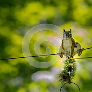American Red Squirrel Tamiasciurus hudsonicus on a wire