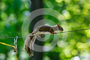 American Red Squirrel Tamiasciurus hudsonicus on a wire photo