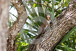 American red squirrel on a tree. Tamiasciurus hudsonicus.