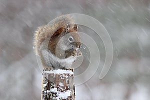 American Red Squirrel in a Winter Blizzard