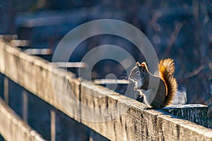 American Red Squirrel on a Wooden Fence in Winter