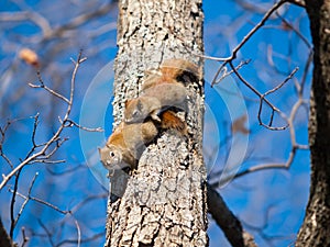 American red squirrels matting