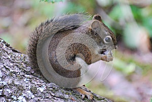 American Red Squirrrel feeding