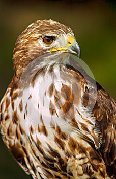 American red-tailed hawk