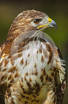 American red-tailed hawk