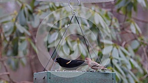 American Red Wing Black Bird, Blue Bird and Tufted Titmouse at Flat Bird Feeder Eating Seed, N