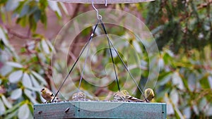 American Red Wing Black Bird, Finch, Blue Bird and Tufted Titmouse at Flat Bird Feeder Eating Seed