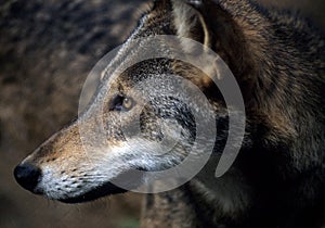 American Red Wolf