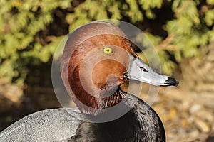 American redhead diving duck