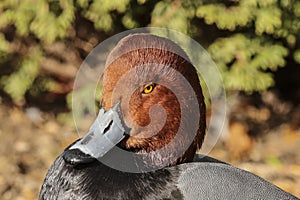 American redhead diving duck