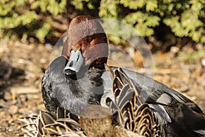 American redhead diving duck