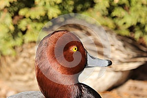 American redhead diving duck