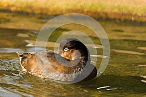 American redhead diving duck