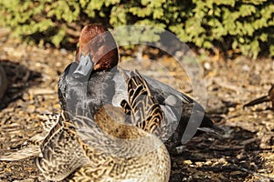 American redhead diving duck