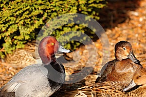 American redhead diving duck