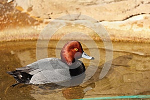 American redhead diving duck