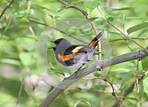 American Redstart