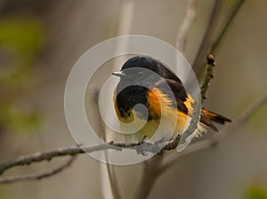 American Redstart