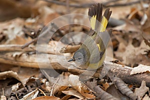 American Redstart - Setophaga ruticilla