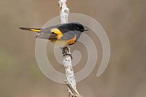 American Redstart - Setophaga ruticilla