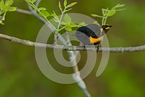 American Redstart - Setophaga ruticilla