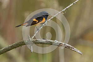 American Redstart - Setophaga ruticilla