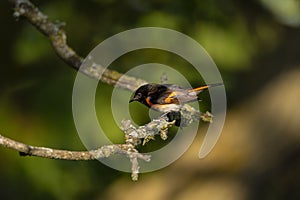 The American redstart Setophaga ruticilla