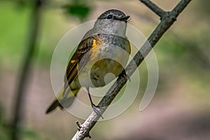 American redstart (Setophaga ruticilla