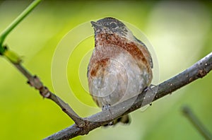 American redstart (Setophaga ruticilla