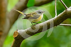 American Redstart - Setophaga ruticilla