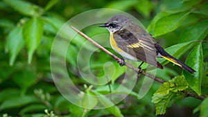 American Redstart (Setophaga ruticilla)