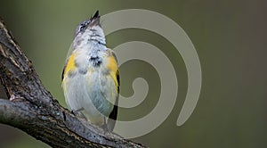 American Redstart (Setophaga ruticilla)