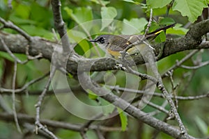 American Redstart - Setophaga ruticilla