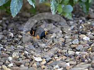 American redstart, Setophaga ruticilla, looking for food on the ground, Belize