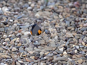 American redstart, Setophaga ruticilla, looking for food on the ground, Belize